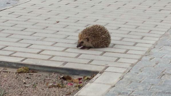 PovedaAndrea's tweet photo. Lo que se encuentra una por la uni paseando... http://t.co/zEHxT6Fo1e