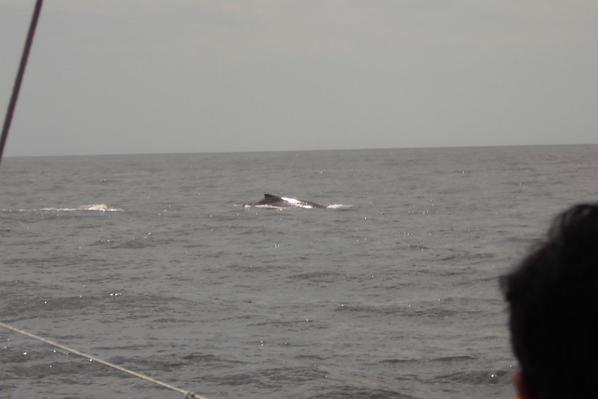 PortStephensRev's tweet image. Just a Couple of Pics from todays whale watch 24.10.14 — at Imagine Cruises - Port Stephens. (8 photos)