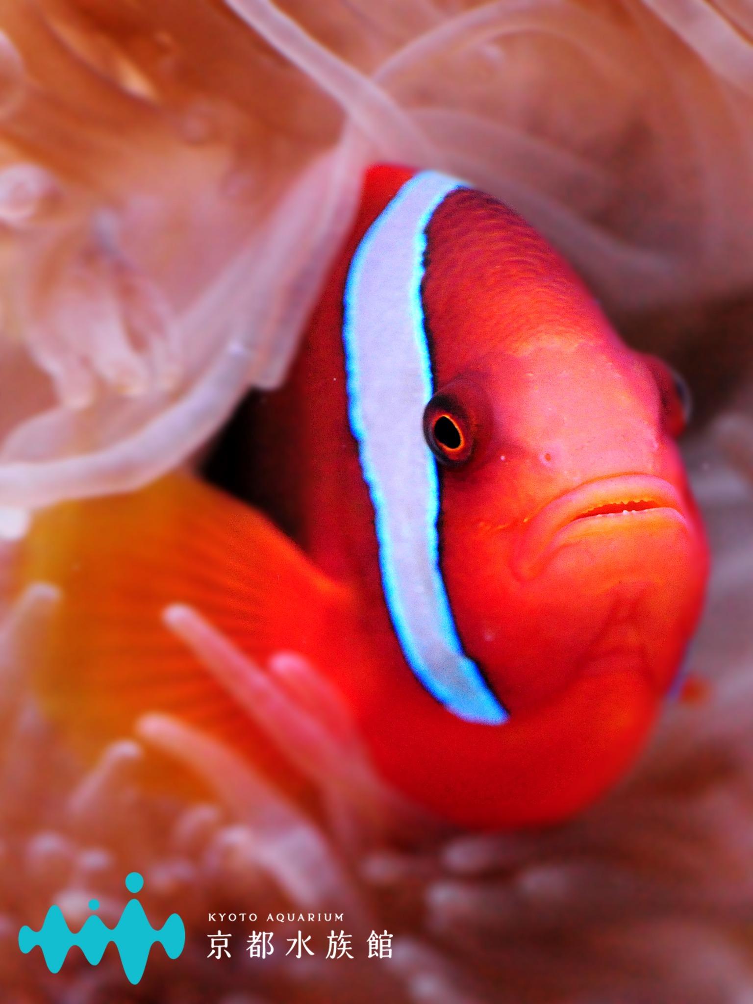 京都水族館 公式 En Twitter Ipad Mini3とipad Air2対応の 京都水族館特製壁紙 をどうぞ 京都水族館のかわいいいきものたちをいつもipadで もっと見る Gt Gt Http T Co Rodohjbpvz 壁紙 Apple Http T Co Satyilaowz Twitter