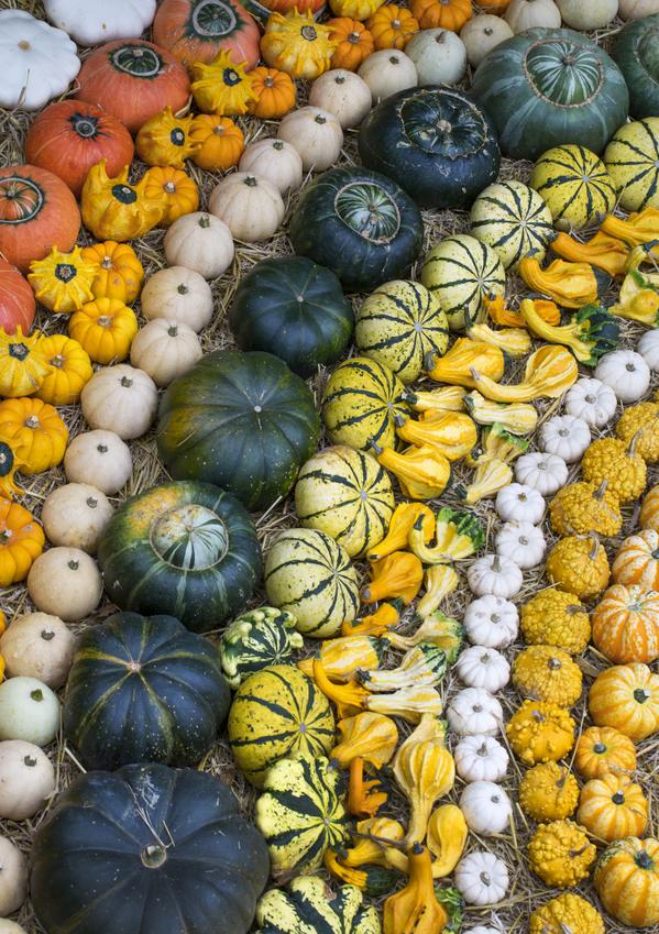 Amazing pumpkins, gourds & squash at #Savillgarden @WindsorGtPark