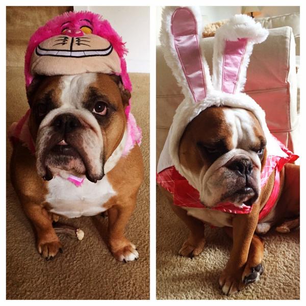 Chunkdontcare's tweet photo. The White Rabbit or the Cheshire Cat?  #halloweencostume #cantdecide #ilookgoodeitherway #pethalloweencostume http://t.co/0HYJCoasW7