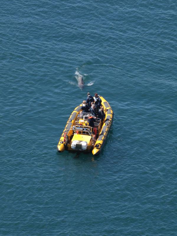 BaltimoreSafari's tweet photo. #Clett a #bottlenose #dolphin plays near #seafari1 #Baltimore #WestCork #failteireland #irelandswaw #wildatlanticway http://t.co/1I9ASM3Lvc