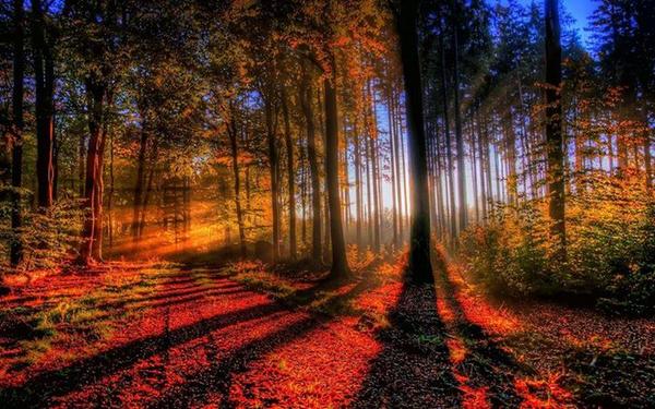 Gabriele_Corno's tweet photo. Hidden..... #fall
Via @Applebees @alphabetsuccess @cmelakigor @LadyTerezie http://t.co/t31gw1HGmD