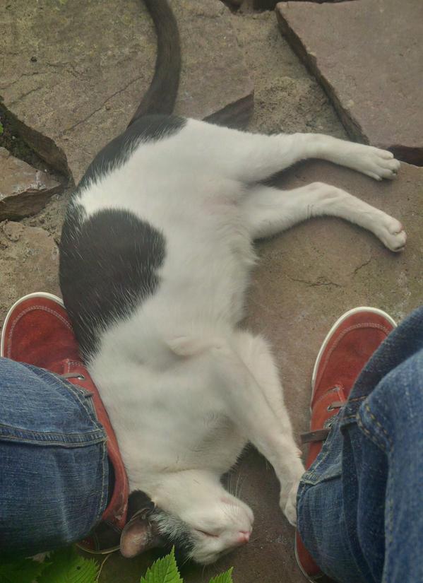 marsch1976's tweet photo. RT @multesimus: Vermist sinds 21/10 'Mau' in #korteakkeren #gouda Forse ex-kater. Wie weet waar Mau is? http://t.co/8C1BqooPLT