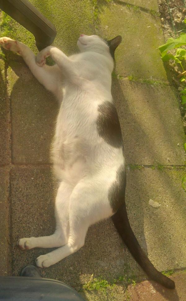 marsch1976's tweet photo. RT @multesimus: Vermist sinds 21/10 'Mau' in #korteakkeren #gouda Forse ex-kater. Wie weet waar Mau is? http://t.co/8C1BqooPLT