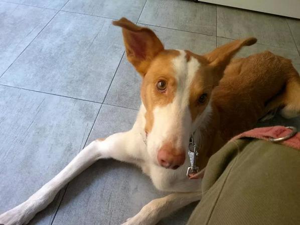 LASAnimal's tweet photo. https://t.co/IIQo4At7dY #RAYO podenco ibicenco D LA PERRERA, CON PELIGRO DE SACRIFICIO! NECESITA OLVIDAR ESE HORROR!! http://t.co/dB4LPfYgtF