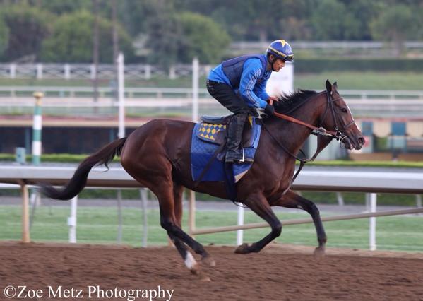 1st_racing's tweet image. Tiz Midnight galloping #BCDistaff #BC14