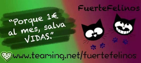 FuerteFelinos's tweet photo. Con solo 1 euro al mes, una cantidad insignificante, se pueden salvar vidas. ¿Todavía no eres teamer? http://t.co/L1vE2YSt33