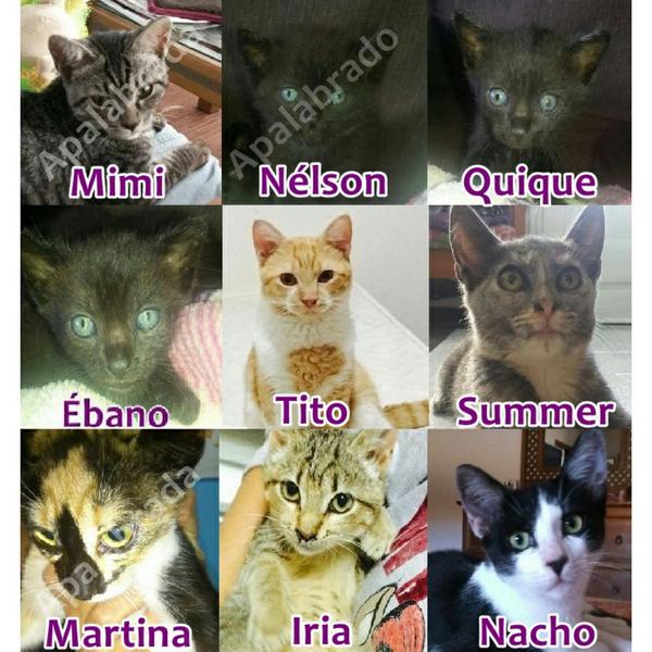 FuerteFelinos's tweet photo. Éstas bellezas son las que tenemos actualmente esperando por un hogar. Feliz viernes y buen fin de semana!! http://t.co/X6PRCy1GKi