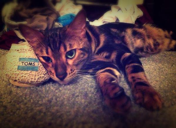 Brittkelly831's tweet photo. @TOMS #purrfectfit #purrrfectshoe #tomscat http://t.co/tgUy9PrMP3
