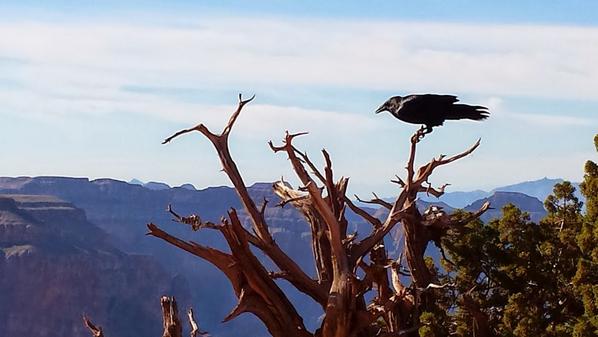 그랜드캐년 웨스트림