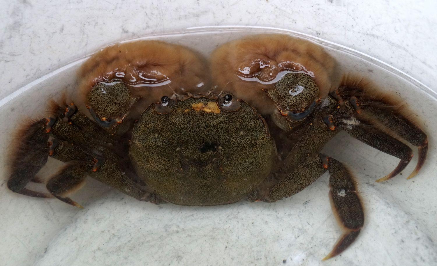 谷 幸三 Ar Twitter 国土交通省大和川河川事務所の依頼により 水生生物の講師として行きました 大和川のｊｒ浅香駅下 ハサミ肢にふさふさ毛があることからモクズガニと言います 見事なハサミ肢の です 寄生虫がいますので高温で煮ないと危険です Http T Co