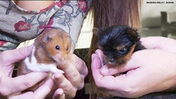 Meet Tinkerbelle, the Yorkshire terrier puppy who is only the size of a hamster! on.hln.tv/TXitq