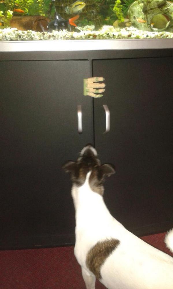 JOHNROB79's tweet photo. Halloween decorations lasted long #jackrussell @DogsTrust @AlnorthumbriaSP @RSPCA_official @BDCH http://t.co/0bR7Kyz5MQ