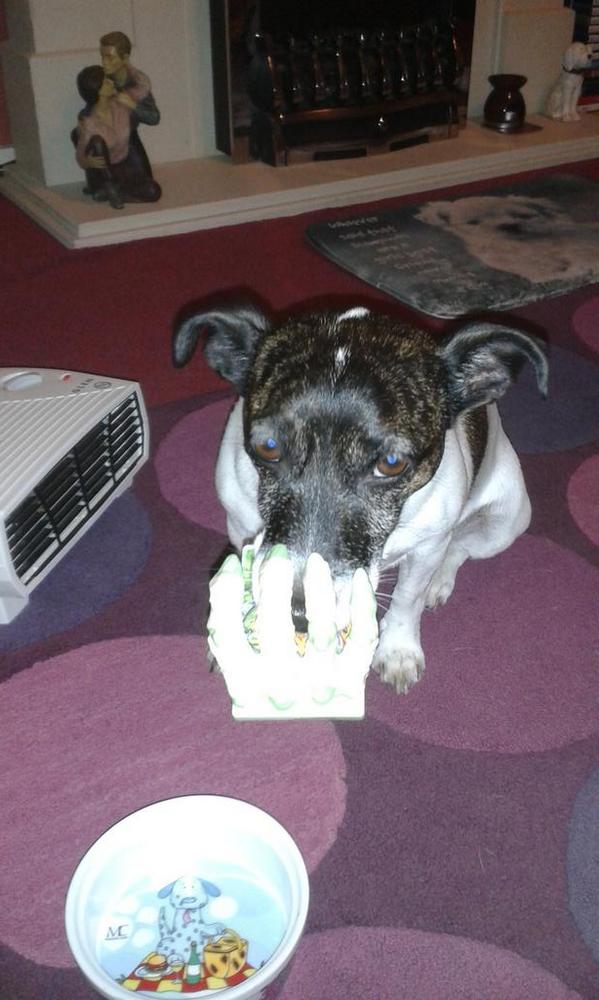 JOHNROB79's tweet photo. Halloween decorations lasted long #jackrussell @DogsTrust @AlnorthumbriaSP @RSPCA_official @BDCH http://t.co/0bR7Kyz5MQ
