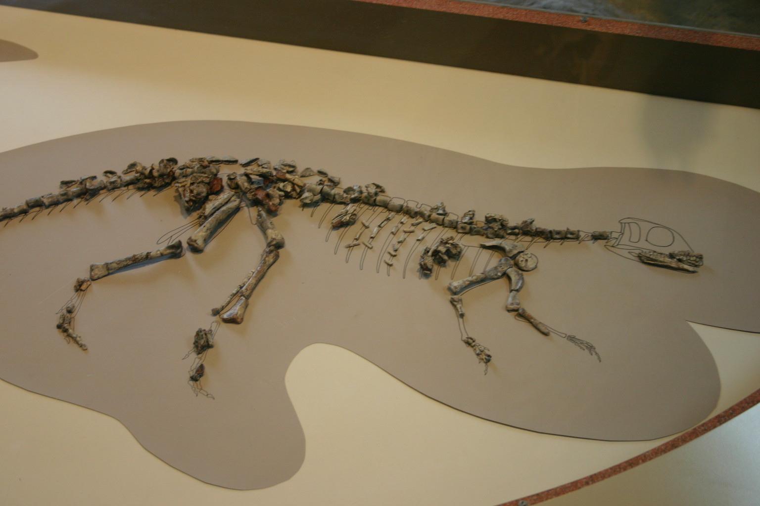 Scutellosaurus - Simple English Wikipedia, the free encyclopedia