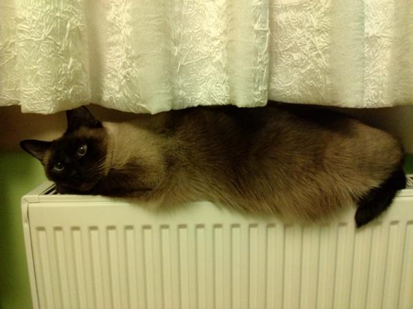 yemekyolculugu's tweet photo. Kedilerin yaşam temposuna imrenme mevsimi başladı:) #siyam #kedikeyfi #kedi #siamese http://t.co/QDMspFqSaA