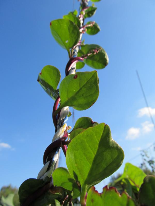 CoCreativeFarm's tweet image. Malabar on a rope, anyone? @GOFarmersMKT