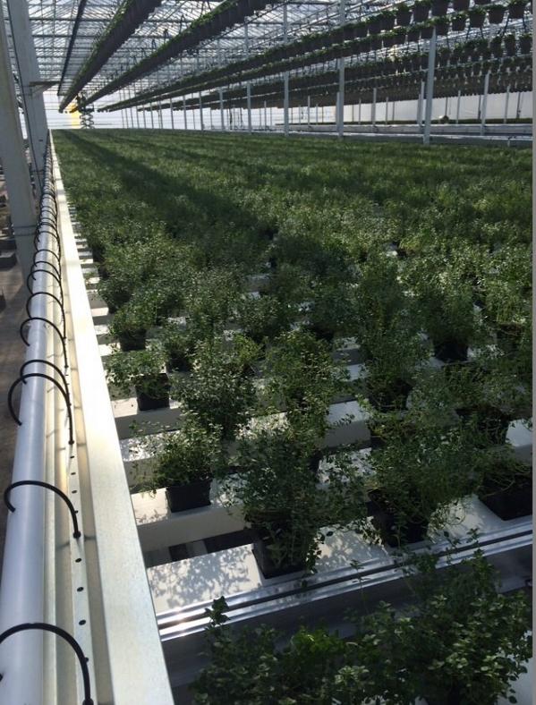 EdibleGardenUSA tweet picture