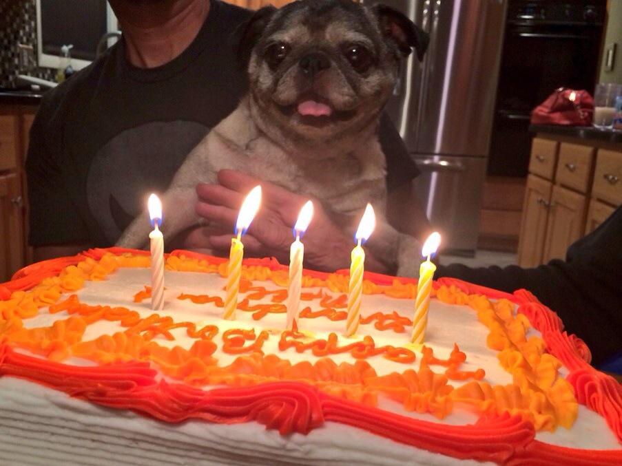 Happy birthday and to the best dog ever - Nelly! 