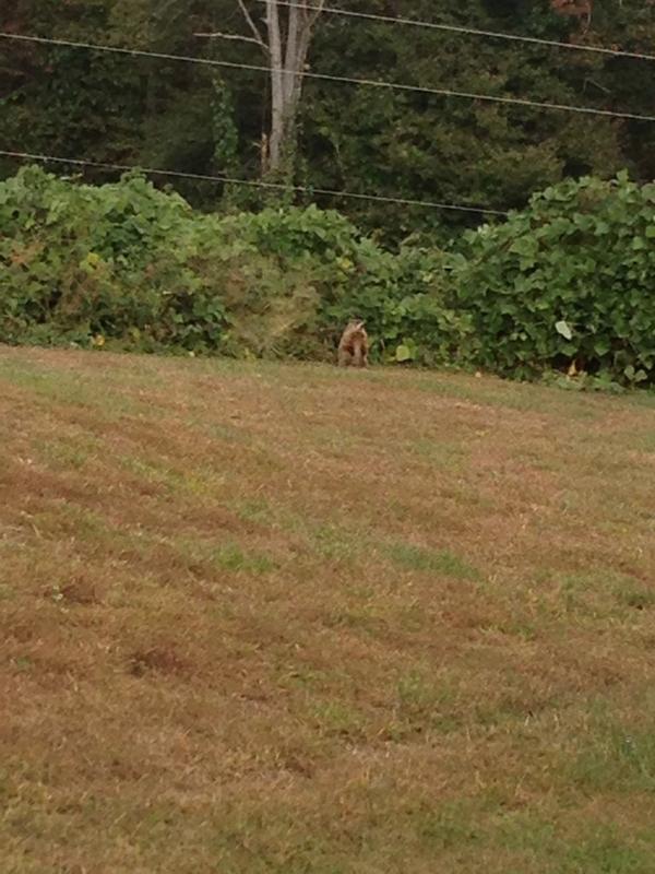 GordyRuns's tweet photo. “@wesleyakennedy: Groundhog spotting! Is it @GordyRuns? http://t.co/5mSi1r692H” you caught me 🙈