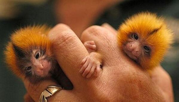 miilkkk's tweet photo. Finger monkeys are native to rain-forests of Brazil http://t.co/fSGgtTaOmE
