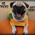 Photo by Shepton Vets (@SheptonVets)