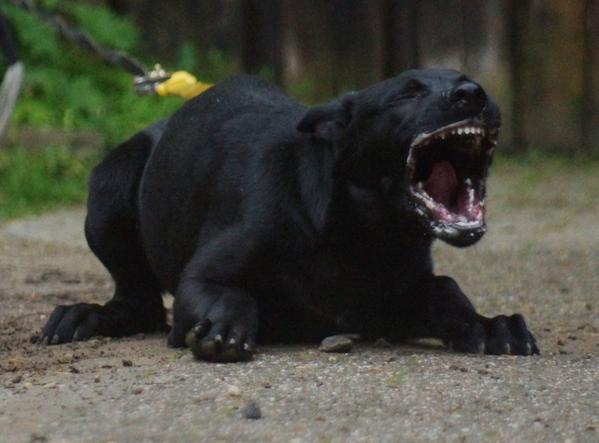 Britk9training's tweet photo. Beast http://t.co/elLmguKj4h