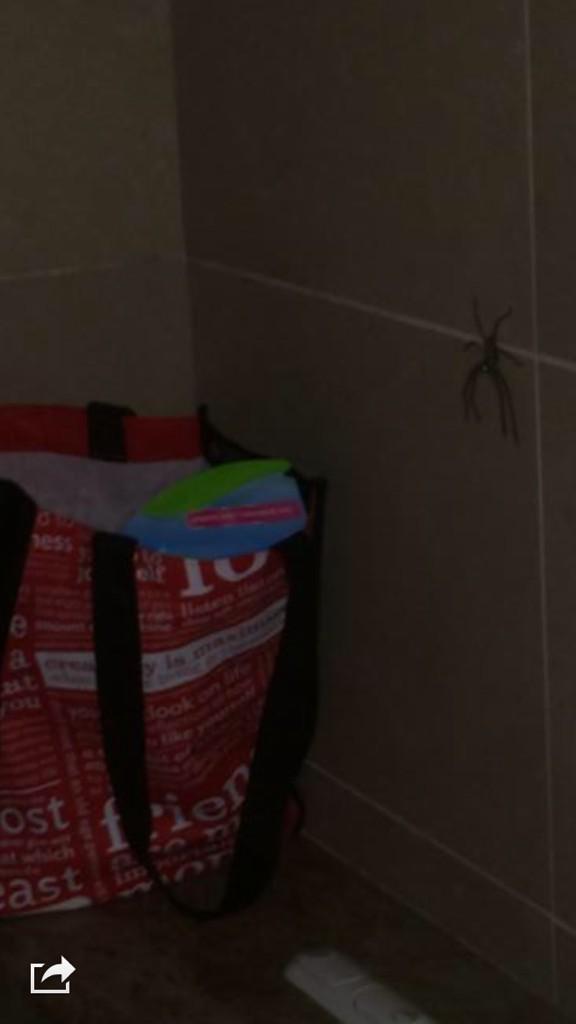 MeaganBak's tweet photo. First encounter with the Aussie bugs that buzzfeed is always talking about. Picture doesn't do it justice #WeCried http://t.co/GFu7X7URKt