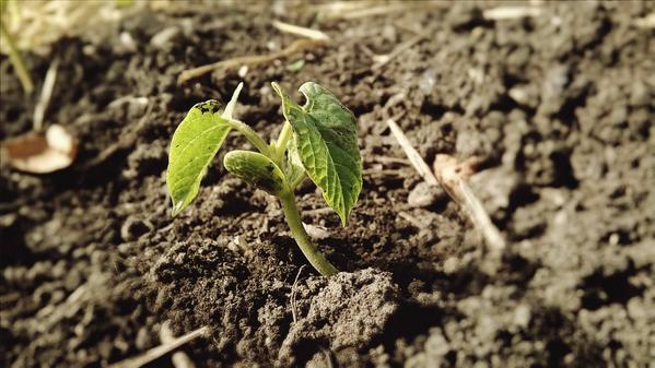 NHCOGardens's tweet photo. This bean seedling that germinated in a garden bed thinks its spring, sorry little fella #ff @NHCOhelps @vstpgh http://t.co/WT3xpHXJm3