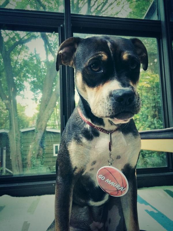 maura_healey's tweet photo. #HappyFriday #Dogs4Maura http://t.co/QdQJXeVwZX