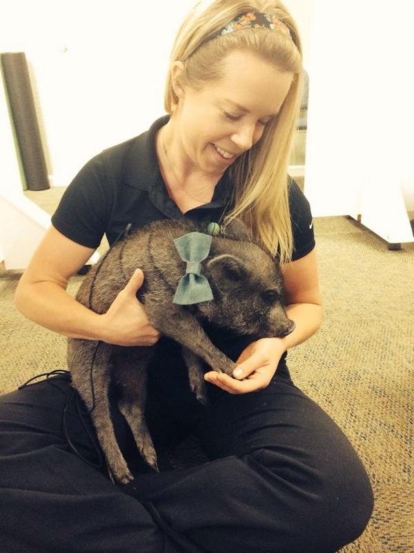 drbladow's tweet image. Adjusting Freddie the pig... Pigs have spines too!!