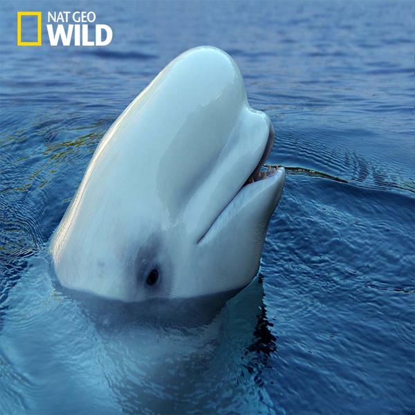 factfotofriday the bump on the beluga whale's forehead is called a
