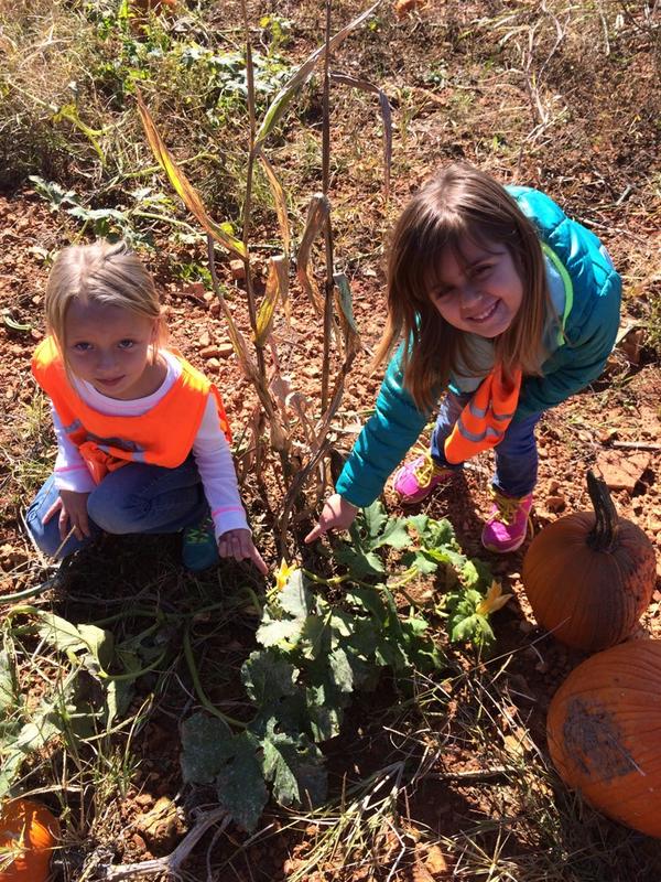 Found blossoms on the vine at the pumpkin patch! 🌼🎃 #contentrelatedfieldtrip #pumpkinlifecycle @JoshPorterBGKY