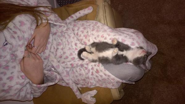 Mr_Chill_it's tweet image. Trevor's relaxing, this is when you wish you were a cat