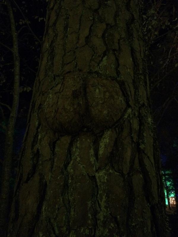 McClymontStew's tweet image. And @fitzymcc saw this arse tree....

#enchantedforrest #arsetree