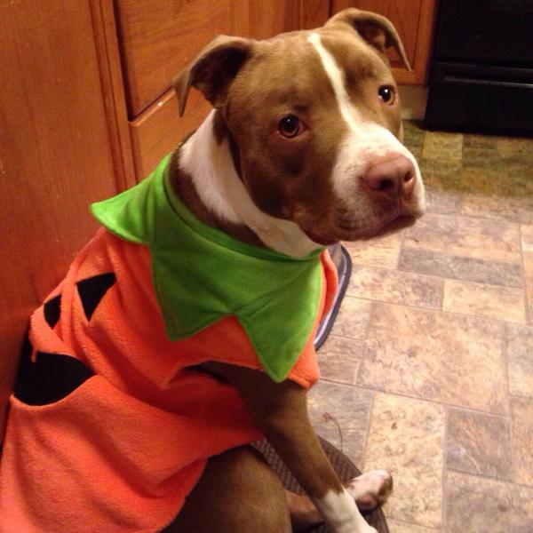 sarahsmile321's tweet photo. This is happening.... #adorable #pumpkin #halloweenbirthday #buddog http://t.co/sjLBqkrASM