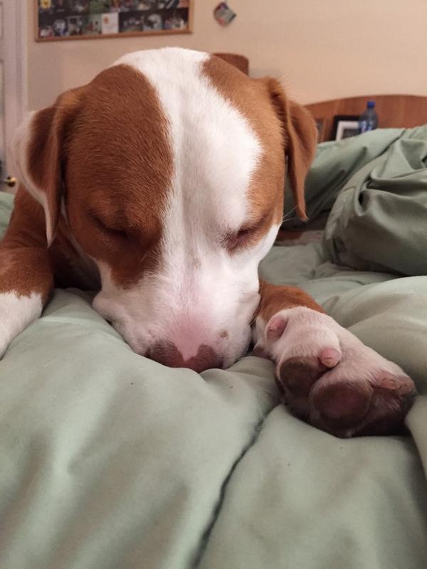 UND3RDOGstudios's tweet photo. Hiccup the Pitbull + s'mores Leabores what's keeps us motivated! #crowfounding #Doglovers #GCCB2014 #vegastech http://t.co/BXrTY163bS