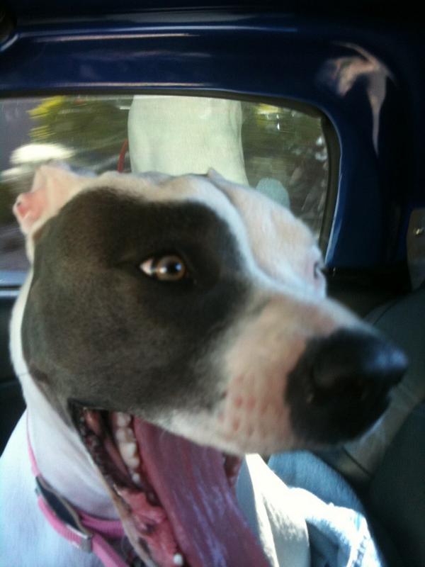 UND3RDOGstudios's tweet photo. Hiccup the Pitbull + s'mores Leabores what's keeps us motivated! #crowfounding #Doglovers #GCCB2014 #vegastech http://t.co/BXrTY163bS