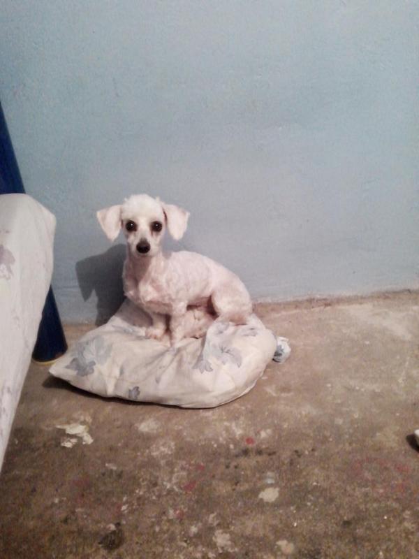 jakyross's tweet photo. @milagroscaninos  rescatada de ser atropellada, aprox 1 año... http://t.co/WXrwYF7UaY