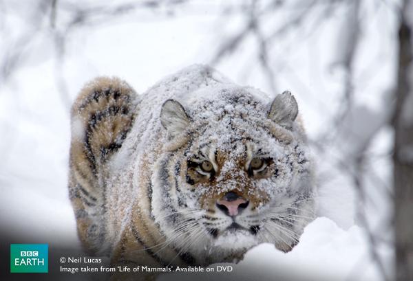 A #Siberian #tiger using its surroundings to camouflage itself: