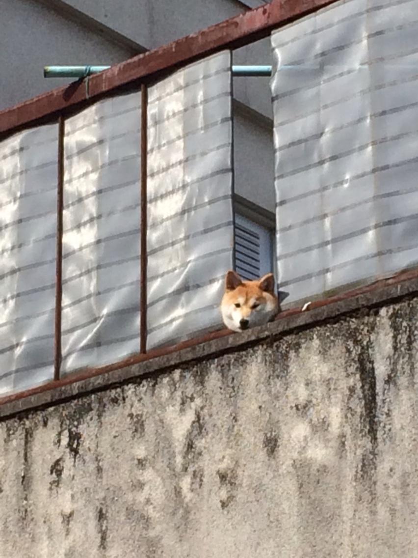 画像 犬が挟まってる Http T Co Ngtxyonova Matomehub まとめハブ 画像 犬が挟まってる Http T Co Ngtxyonova Matomehub まとめハブ