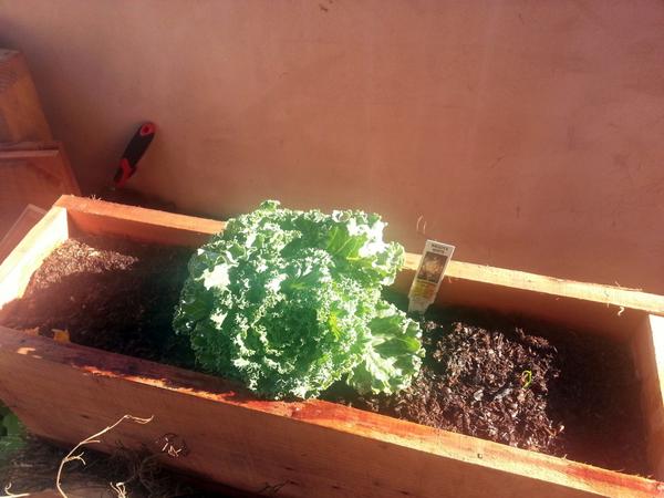 elbeenk's tweet photo. @jackjohnson Stay chill and kale on Jack! Happy Food Day from Santa Monica.
#realfoodjustfood #foodday2014 #garden http://t.co/DGK0Cb2Nld