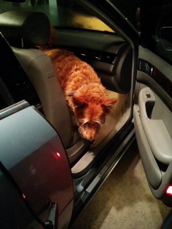 jjbeh's tweet image. Easy does it lil man...hop-hop. #corgiproblems