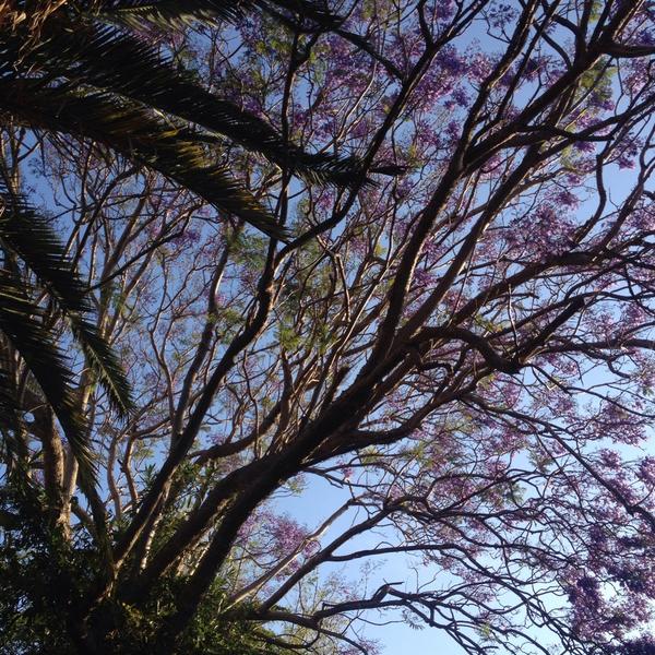 jenjustjenthen's tweet photo. #jacarandra #bliss #summeriscoming http://t.co/r0URJZ41I6