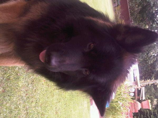 Deets_a_dog's tweet photo. #dog http://t.co/zOfBPLJuha