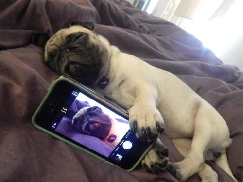 BuzzFeeders's tweet photo. Saturdays are for sleeping in. http://t.co/Zq3ujlqzEx