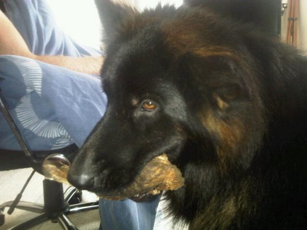 Deets_a_dog's tweet photo. #stick http://t.co/EhOTPzDjnK
