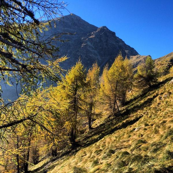 milko_gavazzi's tweet image. Monte #Legnone 2609 mt. #Orobie oggi Salito da Delebio (SO) quota 250 mt. In 2h18'22" dislivello + di 2360 mt