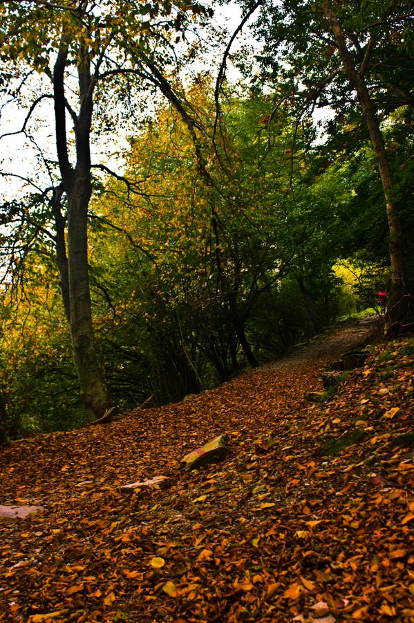 Saliinvetta's tweet photo. Si sta come d'autunno sugli alberi le foglie.....buona appetito!!
http://t.co/GM968FUGkp #palanzone #triangololariano http://t.co/ZbLBIiIwI6